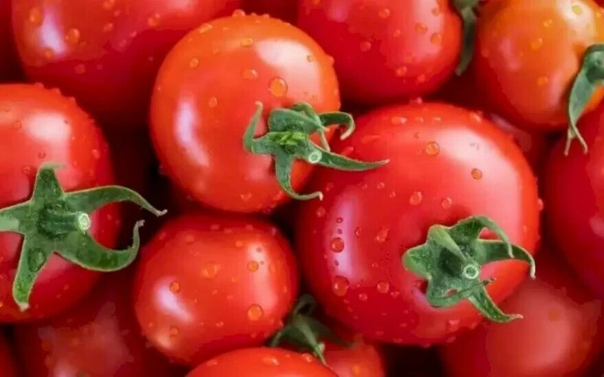 IQ puanı 118’in üstündekiler çözüyor: Domateslerin arasındaki çekirgeyi 12 saniyede 100 kişiden 2’si bulabiliyor!