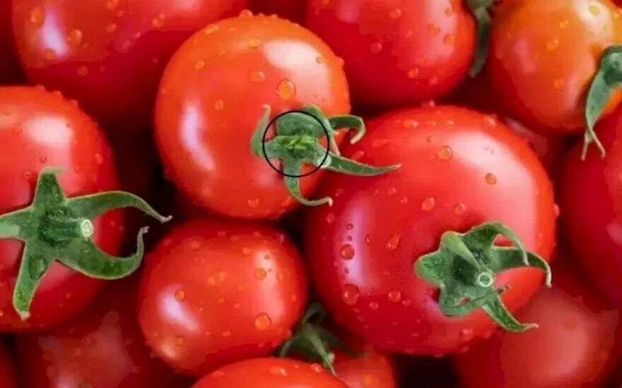 IQ puanı 118’in üstündekiler çözüyor: Domateslerin arasındaki çekirgeyi 12 saniyede 100 kişiden 2’si bulabiliyor!