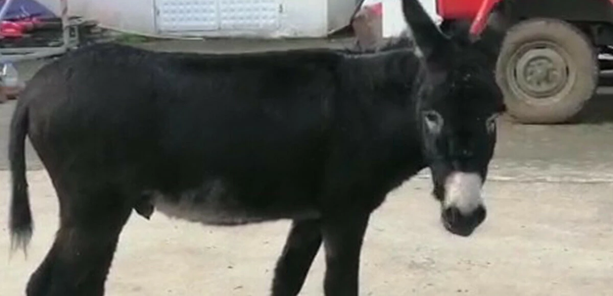 Rize’de başı boş sıpa yakıt istasyonuna sığındı