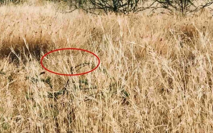 Çıldırtan zeka testiyle dikkat IQ’nuzu ölçün: Çalıların arasındaki yırtıcı hayvanı 21 saniyede 250 kişiden sadece 3’ü görebiliyor!