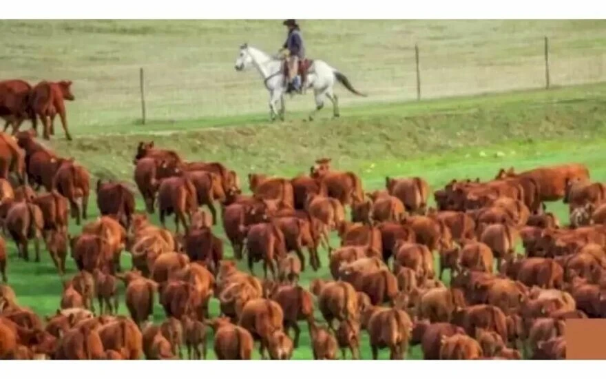 Keskin zeka testi: Şahin gözlü insanlar atların arasındaki ayıyı 10 saniyede buluyor!