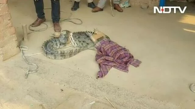 Keçiler dehşeti bildirdi! Evin içini arayınca korkunç manzarayla karşılaştılar