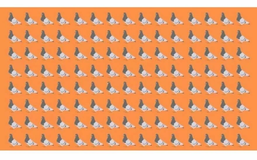 Dikkat ölçen IQ testiyle 15 saniyede farklı olan güvercini bulanlar zehir gibi zekaya sahip! 150 kişiden sadece 4’ü görebildi