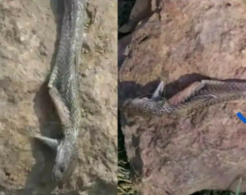 Akıllara durgunluk veren olay: 8 yaşındaki çocuk kendisini sokan yılanı ısırarak öldürdü