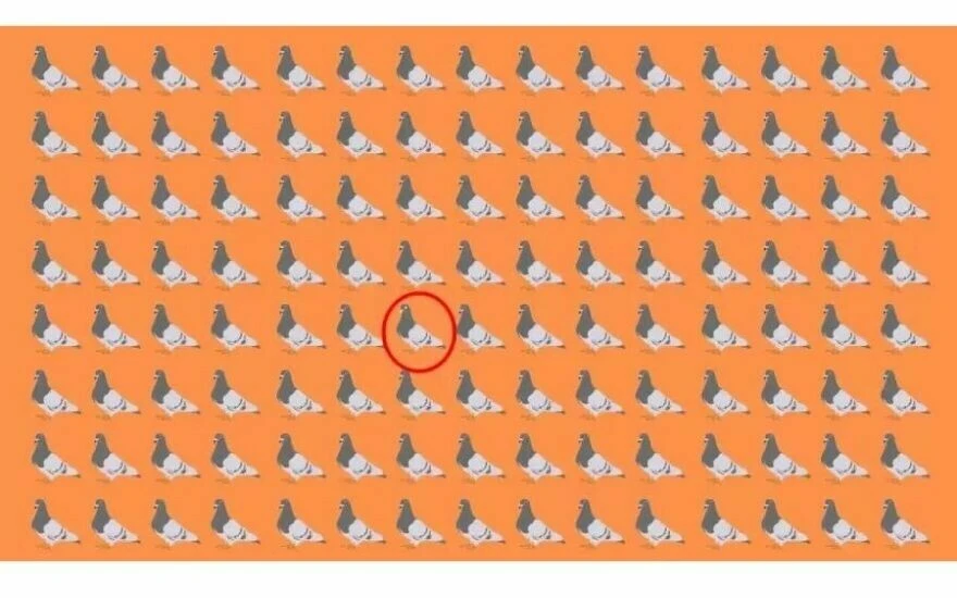 Dikkat ölçen IQ testiyle 15 saniyede farklı olan güvercini bulanlar zehir gibi zekaya sahip! 150 kişiden sadece 4’ü görebildi