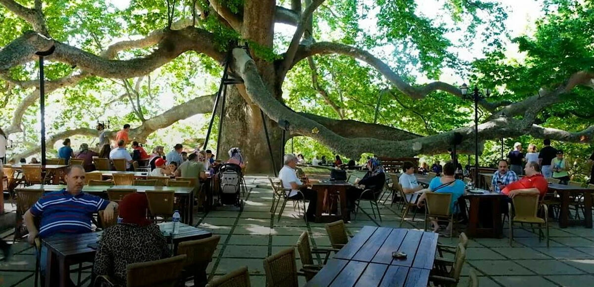 10 bin anıt ağaç Bakanlığın koruması altında alındı