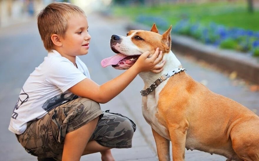 Evcil hayvanlarda da görülebilen kuduz için uzmandan hayati uyarı: Asla müdahale etmeyin!