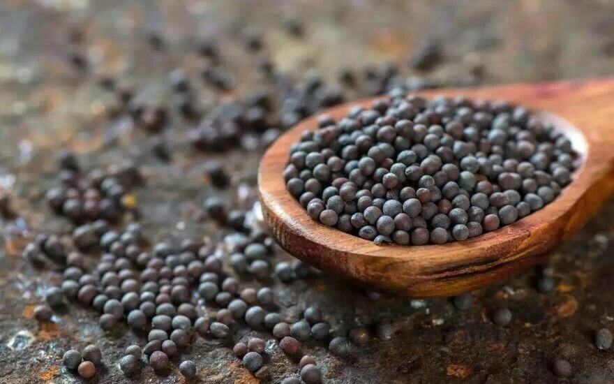 Türkiye’nin ünlü profesörü öneriyor: Bu şifalı bitki diz ağrılarının kökünü kazıyor, huzursuz bacak sendromunu yok ediyor!