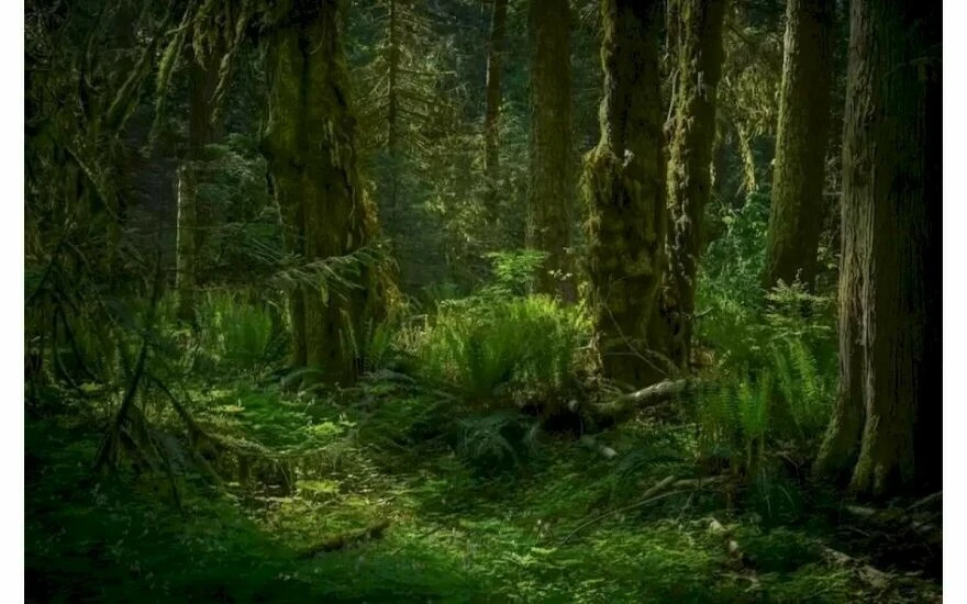 Şahingöz olduğunuzu kanıtlayacak zekâ testi: Görseldeki kanguruyu görmek için 21 saniyeniz var!