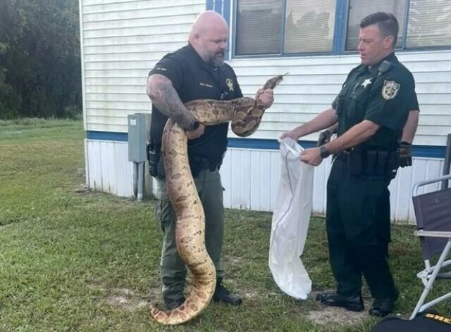Onlarca kiloluk boğa yılanı uzmanı bile geri sıçrattı! Ağırlığını duyan şaştı kaldı