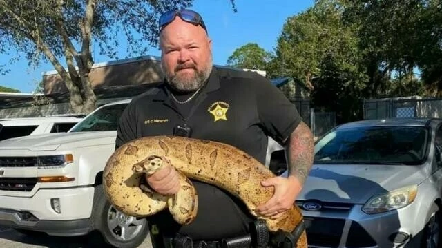 Onlarca kiloluk boğa yılanı uzmanı bile geri sıçrattı! Ağırlığını duyan şaştı kaldı