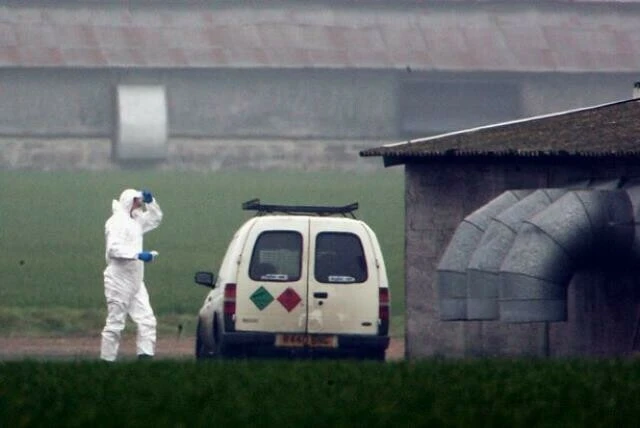 Yamyam tavuk paniği! Kümesler kan gölüne döndü çiftçiler perişan halde