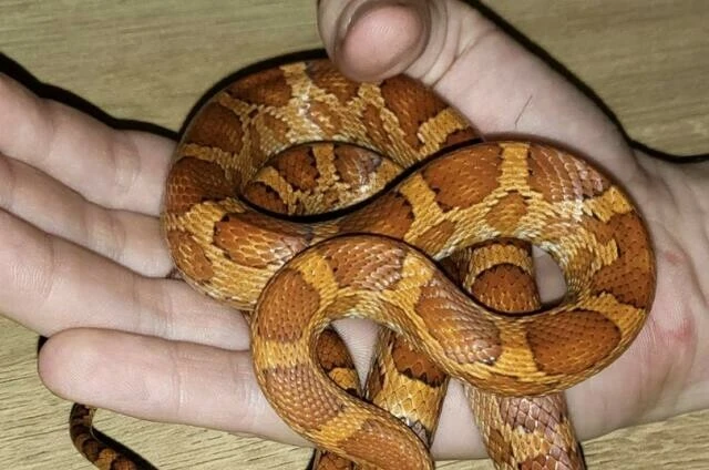 Yatağındaki kıpırtıyı fark edip baktığında neye uğradığını şaşırdı! Yılanla göz göze geldi