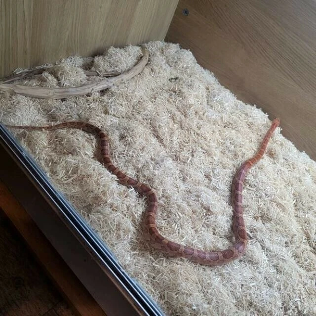 Yatağındaki kıpırtıyı fark edip baktığında neye uğradığını şaşırdı! Yılanla göz göze geldi