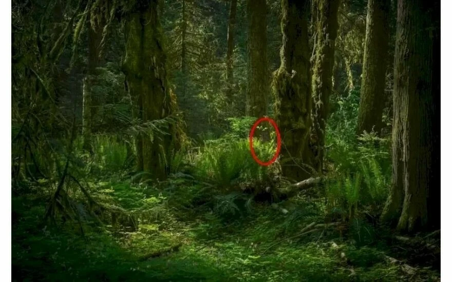 Şahingöz olduğunuzu kanıtlayacak zekâ testi: Görseldeki kanguruyu görmek için 21 saniyeniz var!