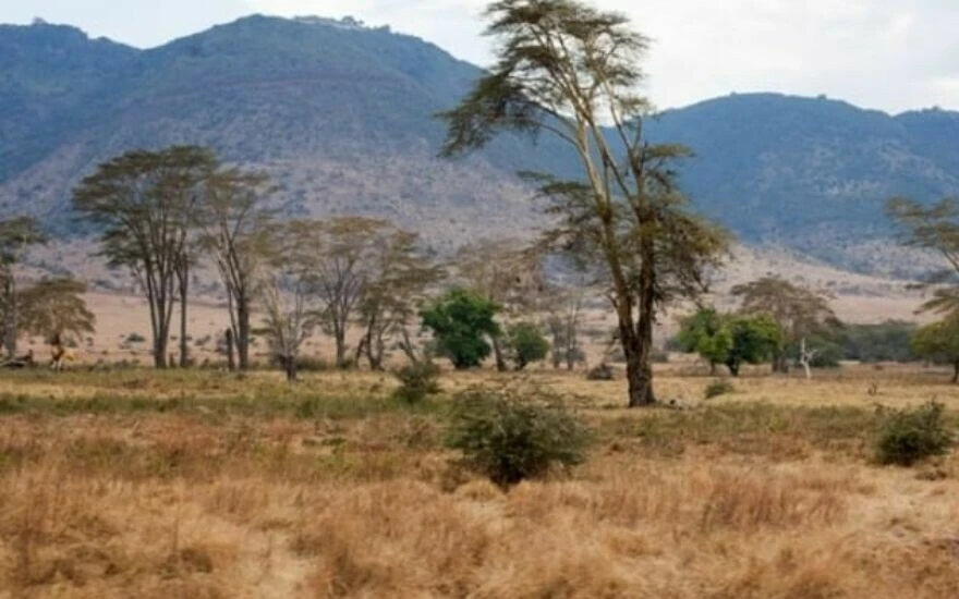 Görsel zekanızı ölçen IQ testi: Resimdeki aslanı 15 saniyede 500 kişiden sadece 63’ü görebildi!
