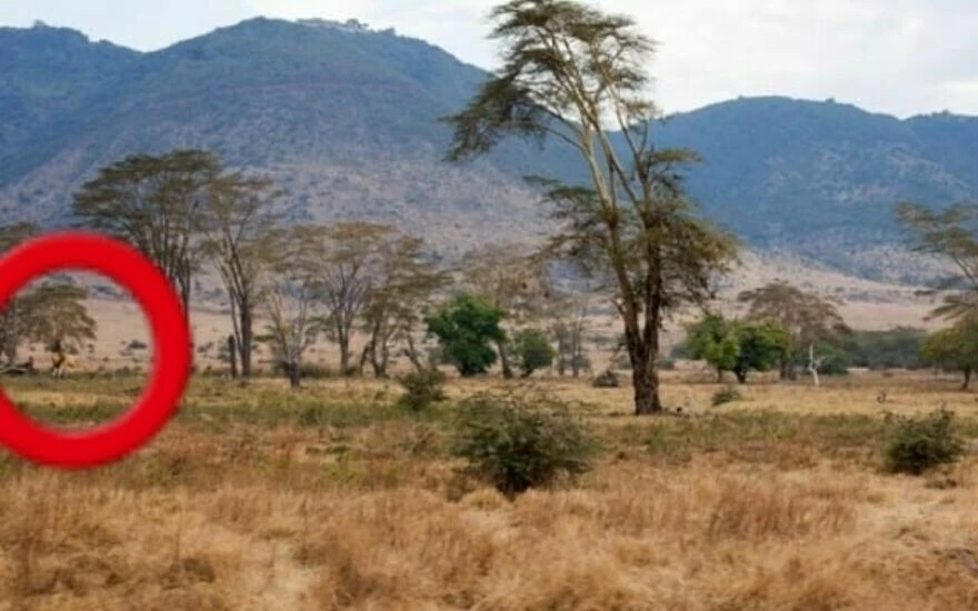 Görsel zekanızı ölçen IQ testi: Resimdeki aslanı 15 saniyede 500 kişiden sadece 63’ü görebildi!