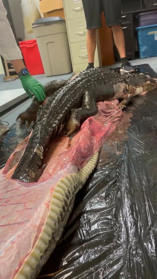 Uzmanlar bile şaşkınlık yaşadı! Burma pitonun midesinden dev timsah böyle çıkarıldı