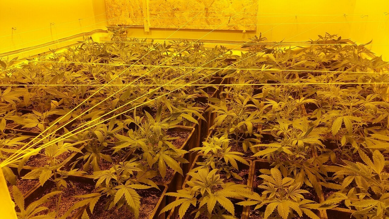 Uyuşturucu villası! Özel odalarda kenevir yetiştirdiler