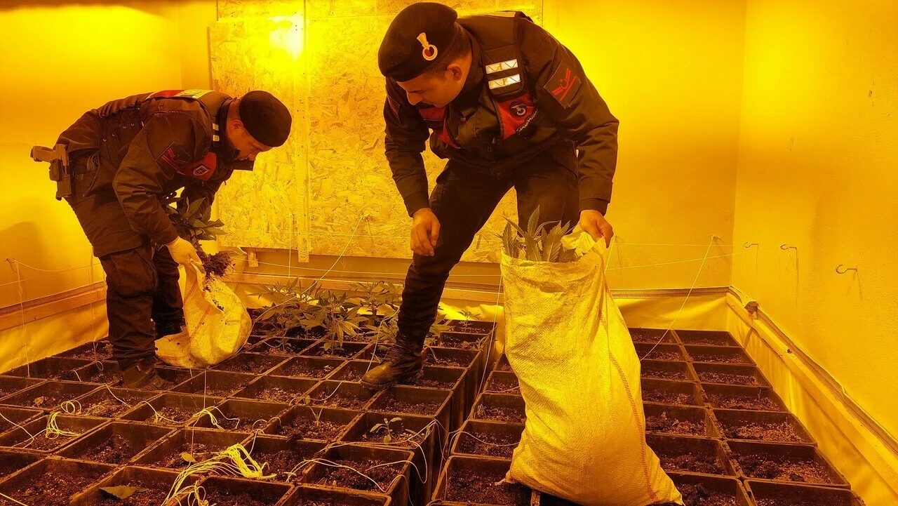 Uyuşturucu villası! Özel odalarda kenevir yetiştirdiler