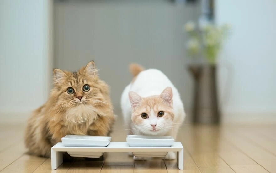 Kedilerin gerçekten 9 canı var mı? İşte 9 kedi canı efsanesi!