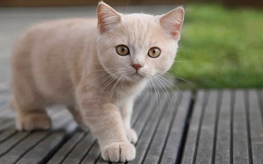 Kedilerin gerçekten 9 canı var mı? İşte 9 kedi canı efsanesi!