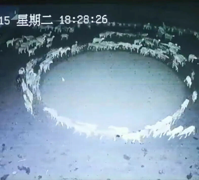 Koyunlar 12 gün boyunca sürü halinde çember çizip durdular şaşkına çeviren olay!