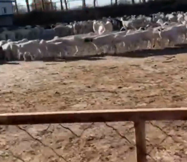 Koyunlar 12 gün boyunca sürü halinde çember çizip durdular şaşkına çeviren olay!