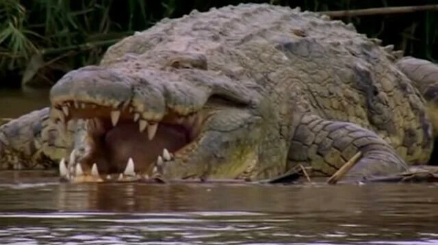 Tüm tuzaklardan kurtulmayı başardı! Yüzlerce kişiyi yiyerek öldürdü