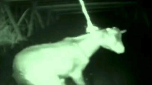 Tüm tuzaklardan kurtulmayı başardı! Yüzlerce kişiyi yiyerek öldürdü