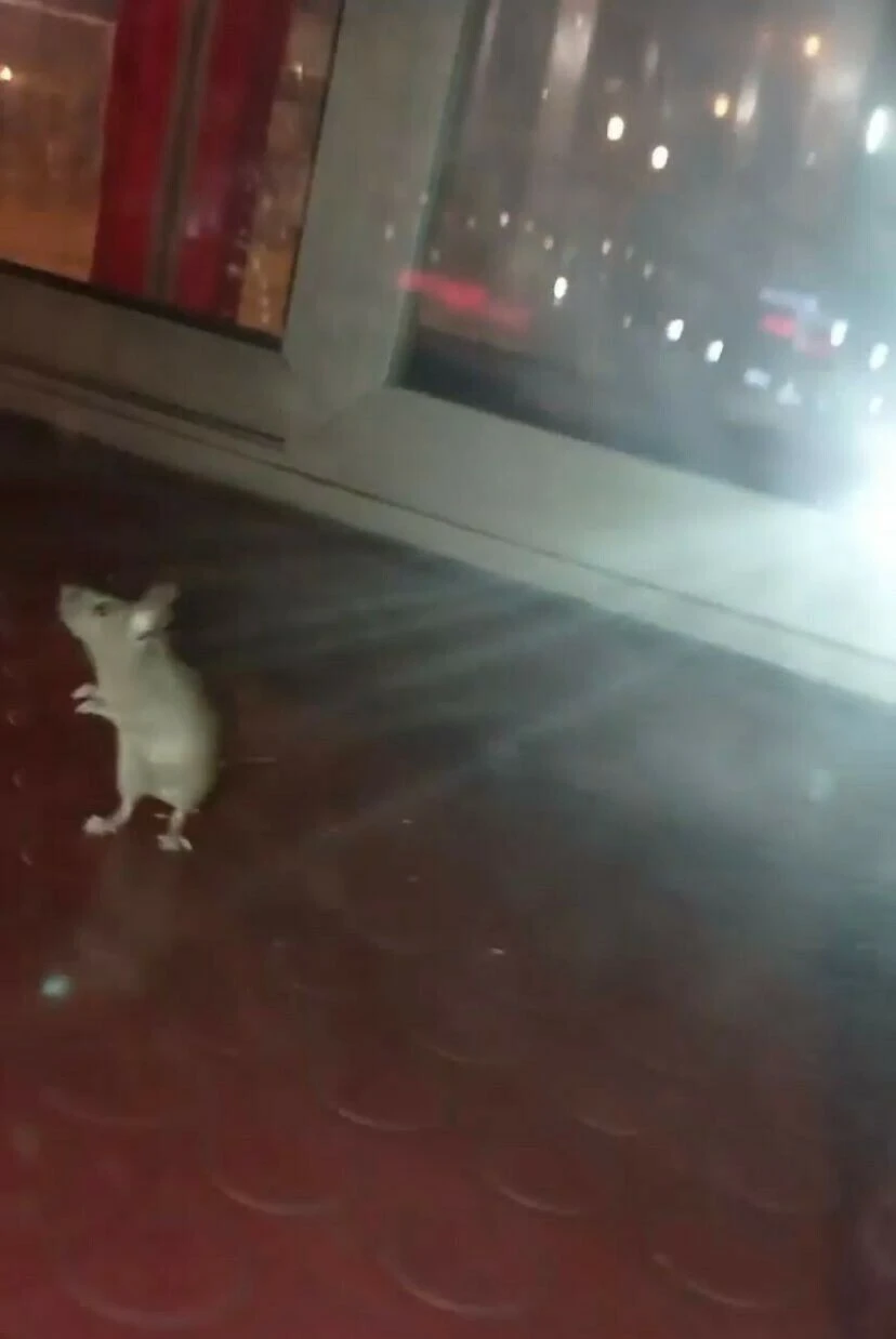 Pendik'te simit tezgahında çirkin görüntü... Gezinen fare mide bulandırdı