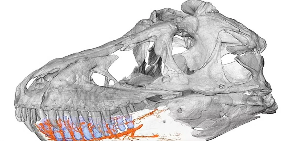 Çarpıcı dinozor araştırması: T. Rex sanılandan daha büyük olabilir