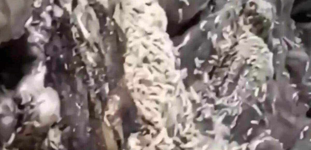 Ankara'da mide bulandıran görüntü: İşkembelerin kurtlar içinde yüzdüğü işletmeden açıklama geldi