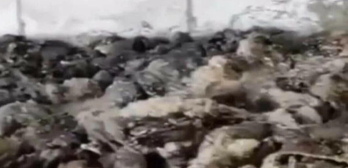 Ankara'da mide bulandıran görüntü: İşkembelerin kurtlar içinde yüzdüğü işletmeden açıklama geldi