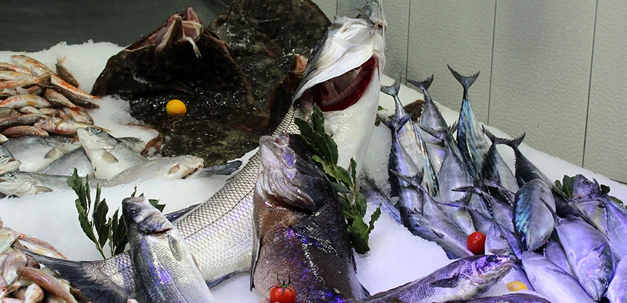 Tezgahların en pahalı balığı Sinop'ta yakalandı! Fiyatını görenler şaşırıyor