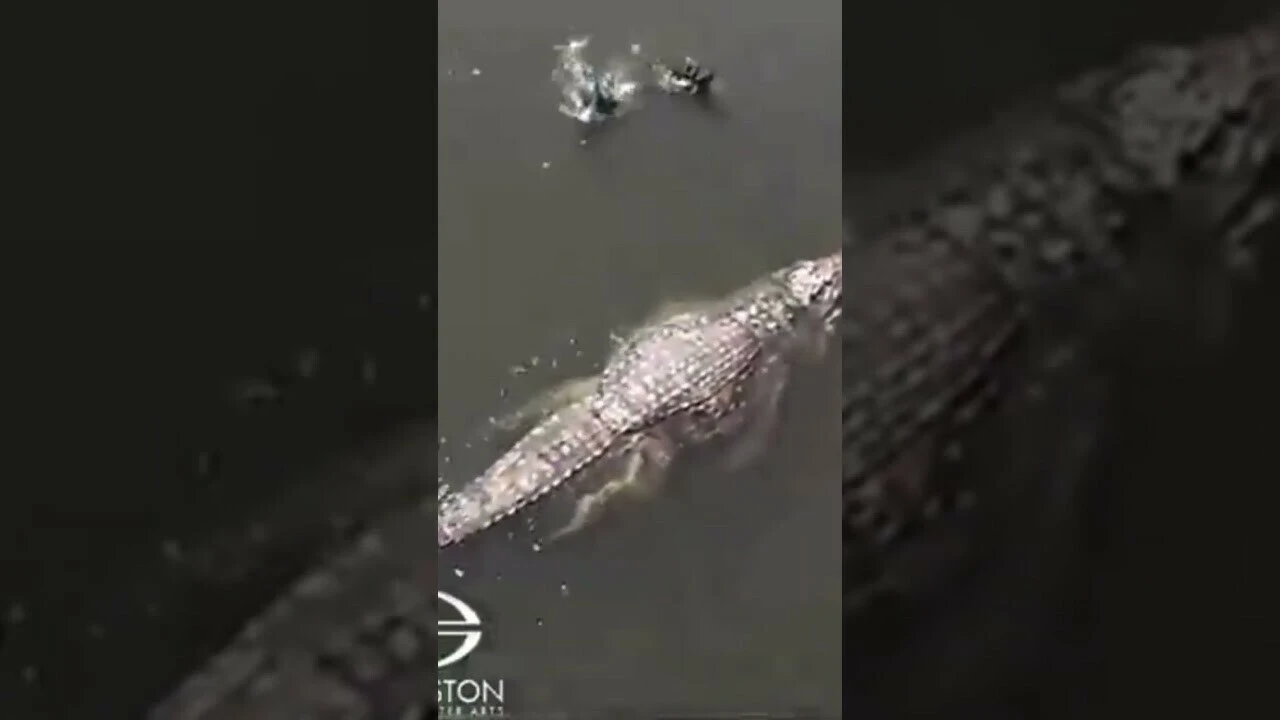 Lolong'un rekoru kırıldı! Dünyanın en uzun timsahı yetkililerin ağzını açık bıraktı