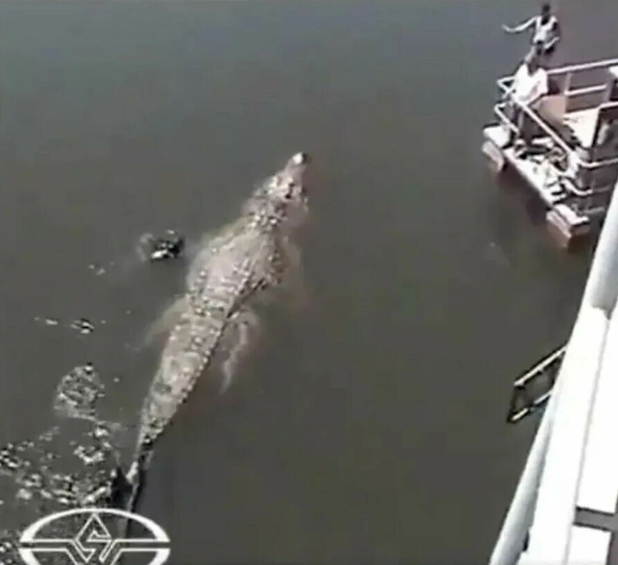 Lolong'un rekoru kırıldı! Dünyanın en uzun timsahı yetkililerin ağzını açık bıraktı