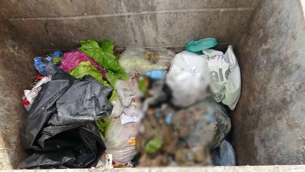 Adıyaman'da vahşet! 4 kediyi öldürüp çöpe attılar