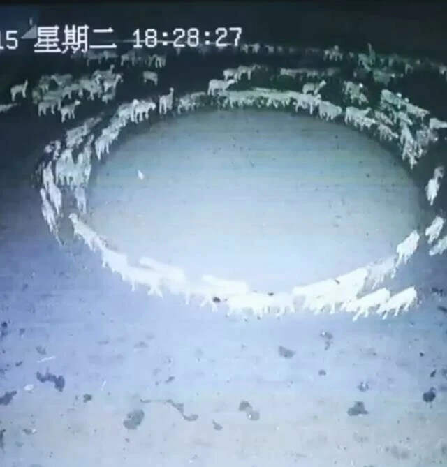 Çember çizerek 12 gün dönen koyunların gizemi çözülüyor! Herkesin aklına yatan sebebi profesör açıkladı