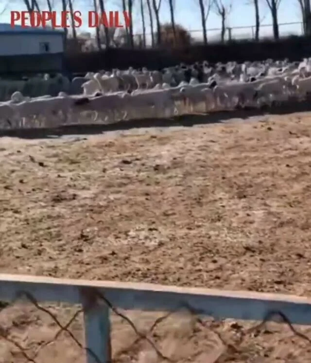 Çember çizerek 12 gün dönen koyunların gizemi çözülüyor! Herkesin aklına yatan sebebi profesör açıkladı