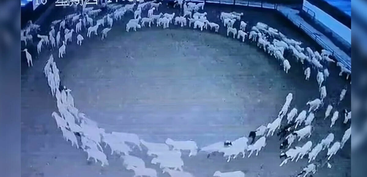 Çember çizerek 12 gün dönen koyunların gizemi çözülüyor! Herkesin aklına yatan sebebi profesör açıkladı