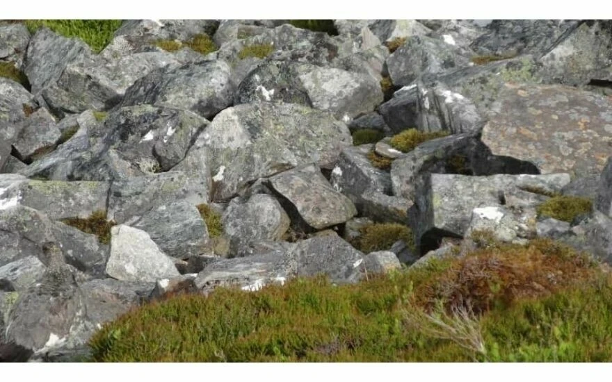 Şaşı yapan zeka testi: Kayalıkların arasındaki güvercini 7 saniyede 80 kişiden sadece 6’sı bulabiliyor!