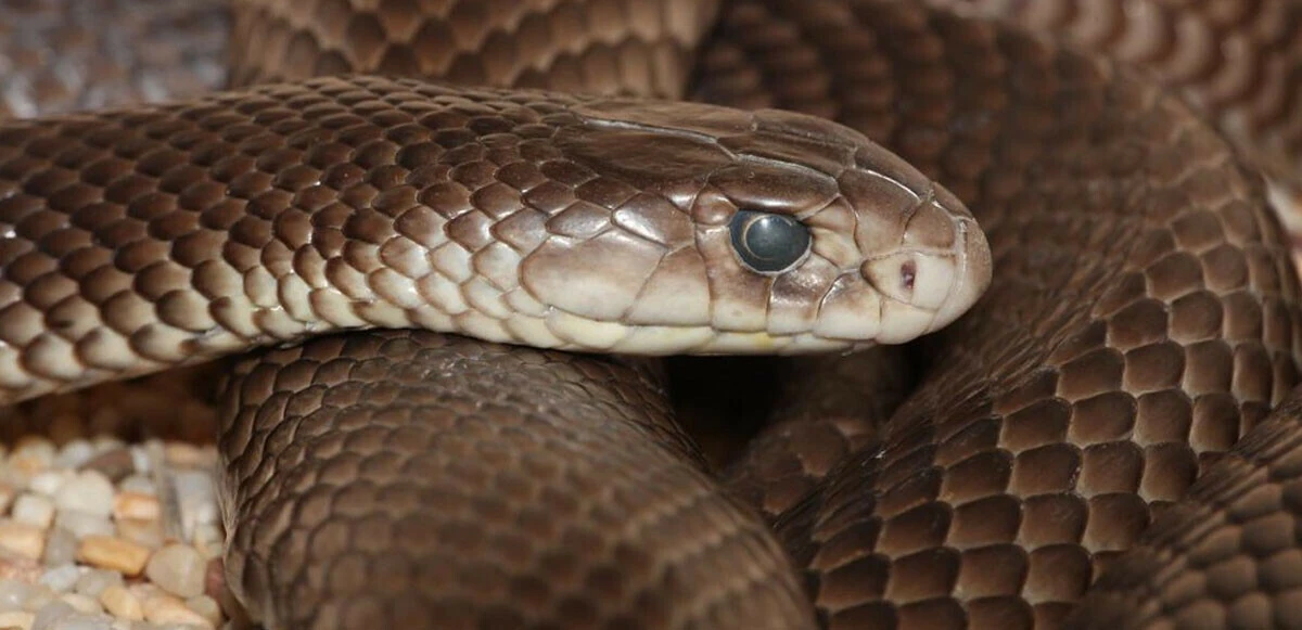 Dünyanın en zehirlilerinden biri kreşe sızdı, ekipler talihsiz çocuğun üzerinden topladı