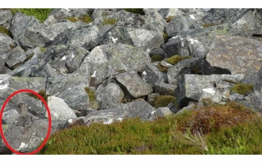 Şaşı yapan zeka testi: Kayalıkların arasındaki güvercini 7 saniyede 80 kişiden sadece 6’sı bulabiliyor!