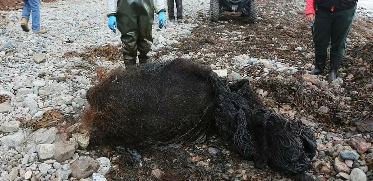 Kıyıya vuran balinanın karnından 330 kilo çöp çıktı, yok yok