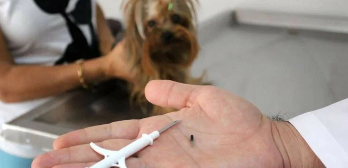 Kedi ve köpek sahipleri dikkat: İdari para cezası uygulanacak, son gün 31 Aralık