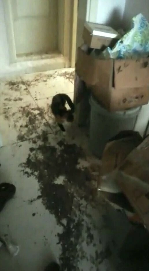 Sakarya'da evini kiraya veren ev sahibi şok yaşadı! Görüntüleri kayda alarak savcılığın yolunu tuttu