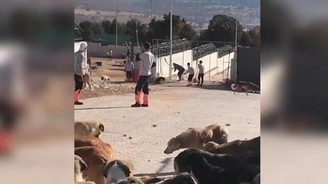 Konya'da köpekleri kürekle öldürenlerin ifadesi ortaya çıktı: Olay kadar korkunç savunma