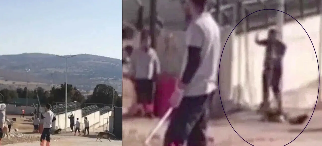 Konya'da köpekleri kürekle öldürenlerin ifadesi ortaya çıktı: Olay kadar korkunç savunma