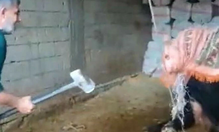 Türkiye’nin dört bir yanından hayvana şiddet görüntüleri geliyor! Konya, Mardin ve Sarıyer… Ne oluyor bize?